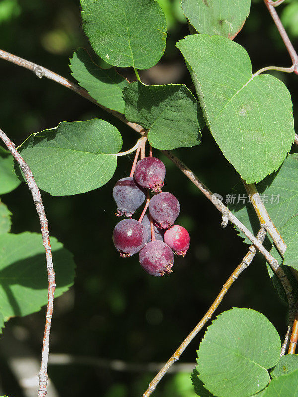 萨斯卡通浆果(Amelanchier alnifolia)果实。